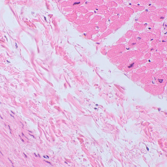 mikroskop-biologicheskiy-magus-bio-250tl