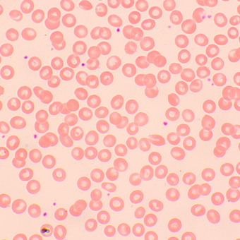mikroskop-biologicheskiy-magus-bio-250tl