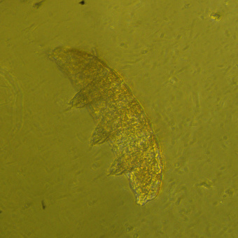 mikroskop-biologicheskiy-invertirovannyy-magus-bio-v360