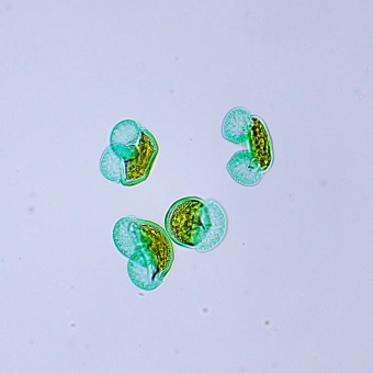 mikroskop-biologicheskiy-magus-bio-250tl
