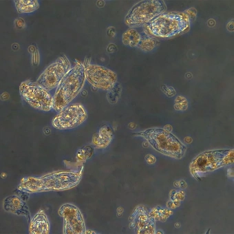 mikroskop-biologicheskiy-invertirovannyy-magus-bio-v360