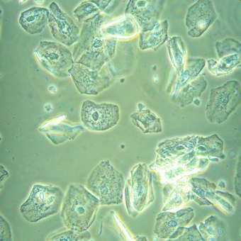 mikroskop-biologicheskiy-invertirovannyy-magus-bio-v360